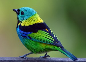 Разноцветная птичка